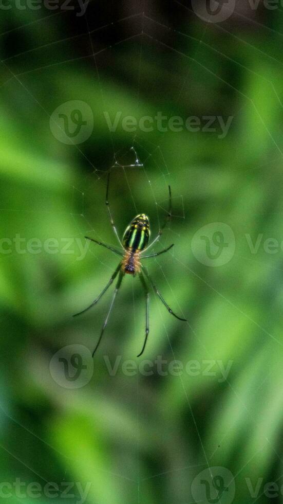 spider climbs on the web at the forest photo