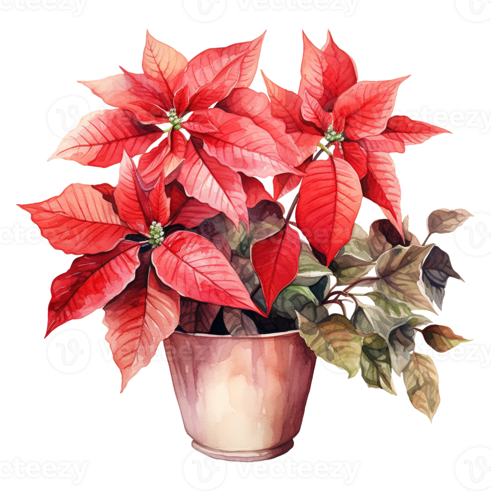 AI generated watercolor of a bunch of red poinsettias. AI generated image png