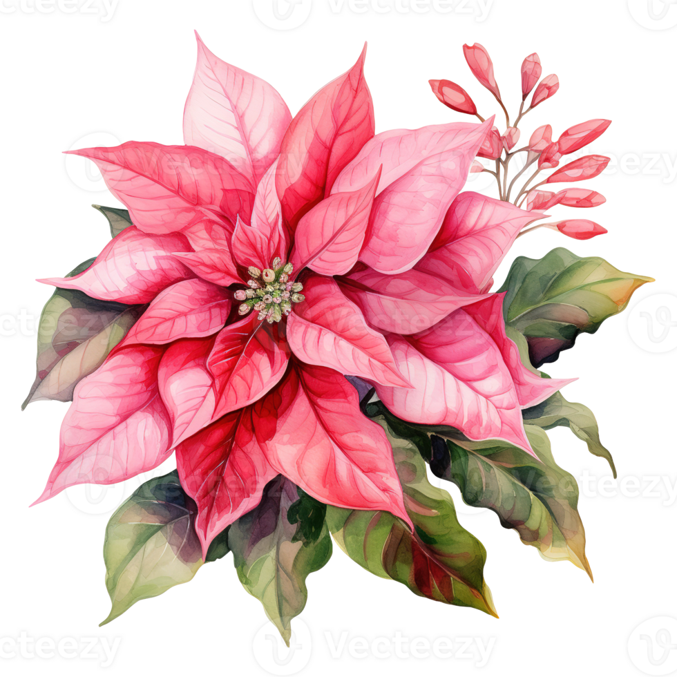 AI generated watercolor of a bunch of pink poinsettias. AI generated image png