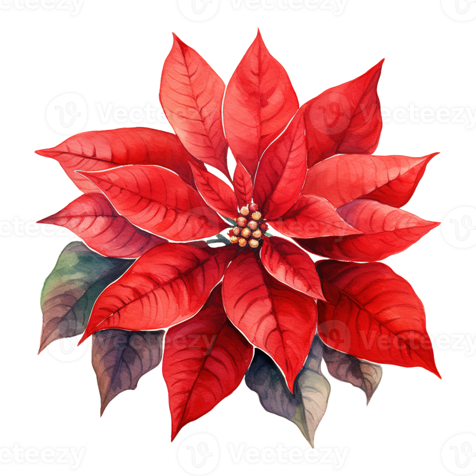 AI generated watercolor of a bunch of red poinsettias. AI generated image png
