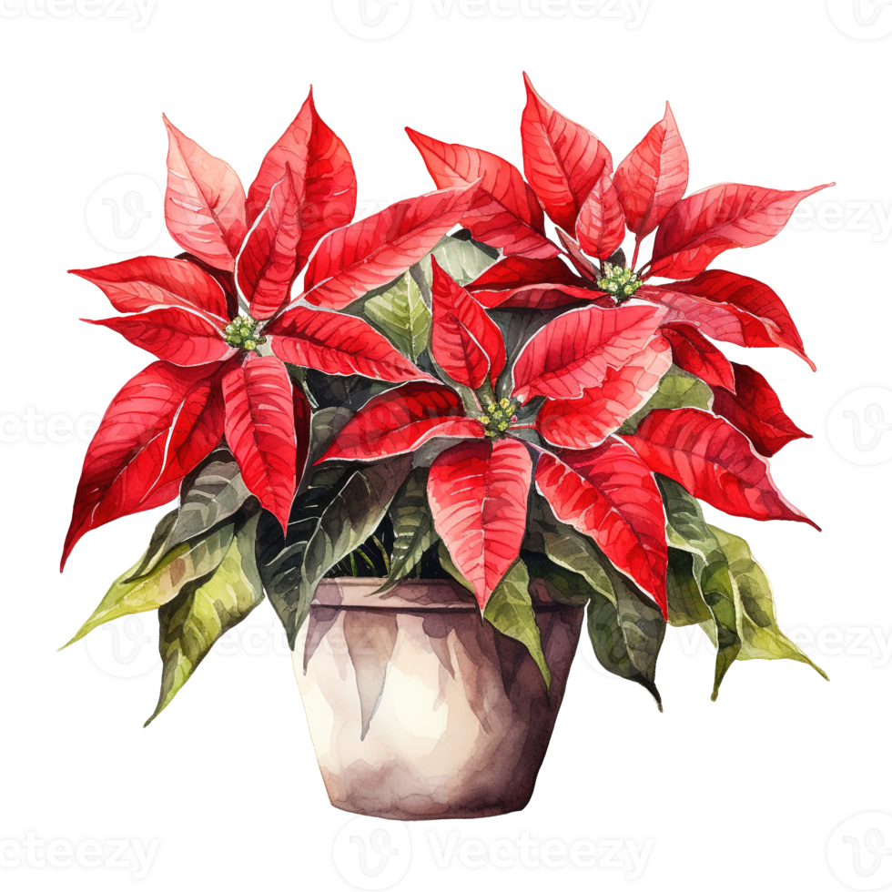 AI generated watercolor of a bunch of red poinsettias. AI generated image png