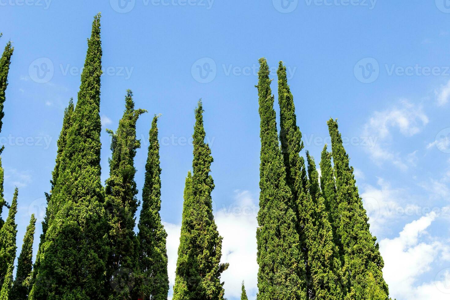 tops of green cypress tree and blue sky in Kakheti photo