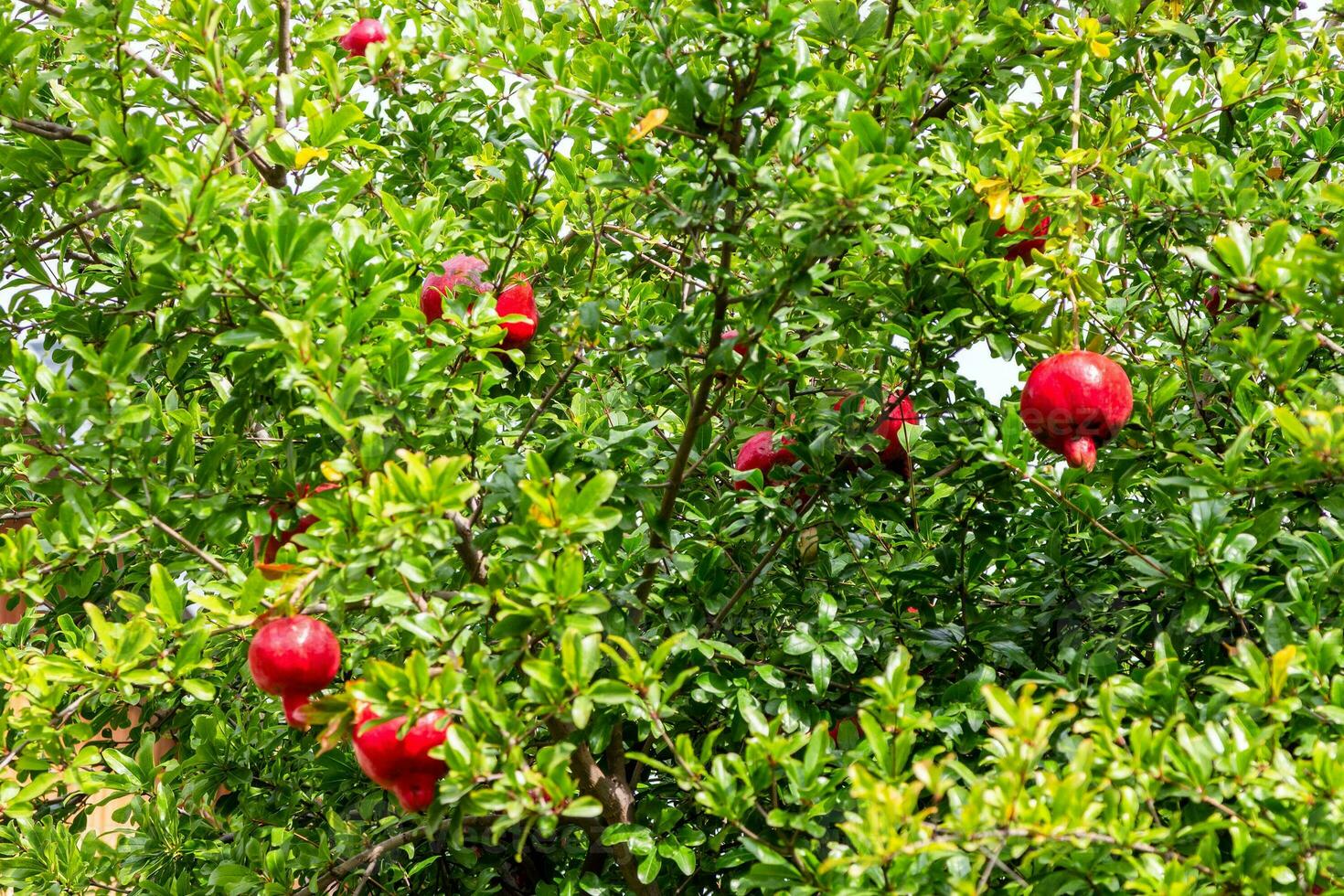 ripe pomegranate fruits on green tree in Kakheti photo