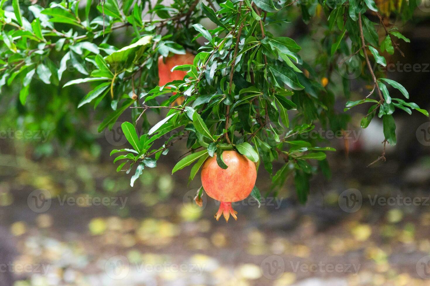 ripe pomegranate fruit on tree branch in Tbilisi photo