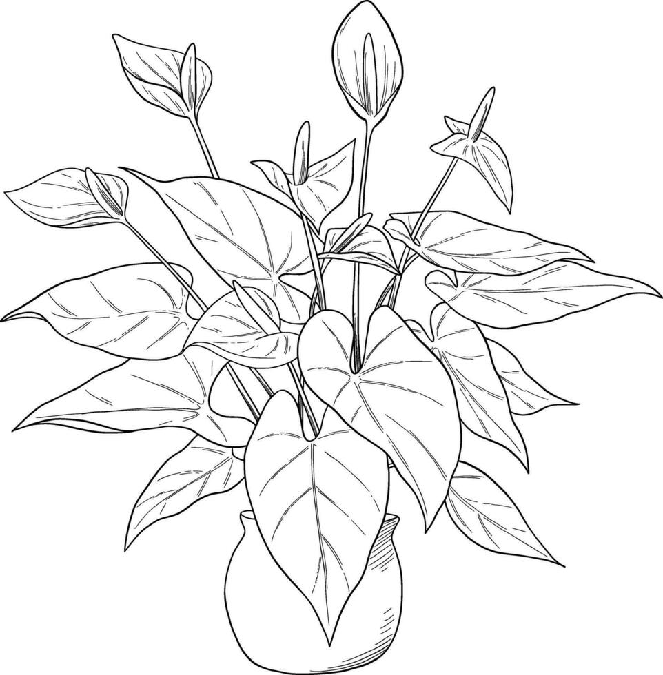 Anthurium flower in pot botanical illustration vector