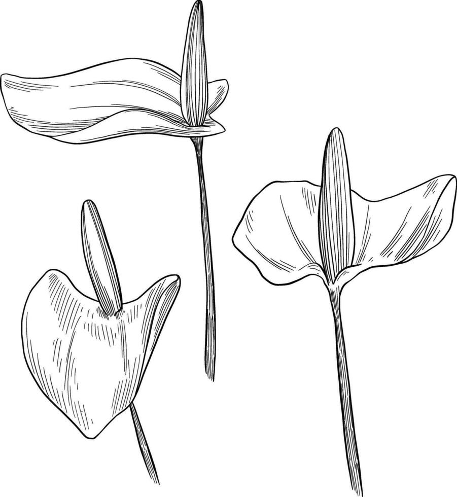 White anthurium botanical sketch illustration vector