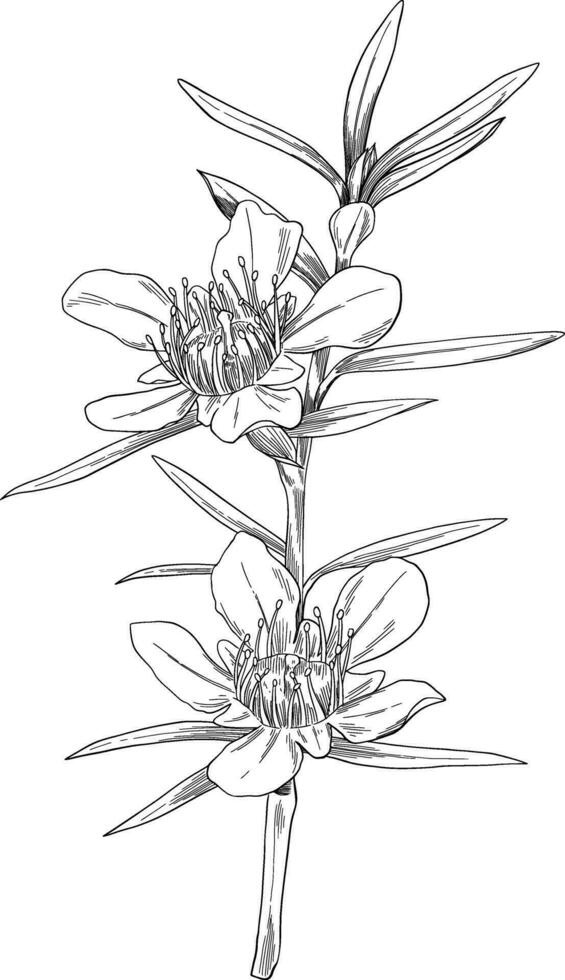 Manuka kanuka flower botanical sketch vector