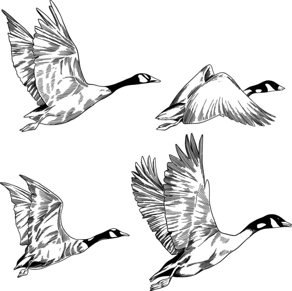 Swan migrating fly sketch illustrationk vector