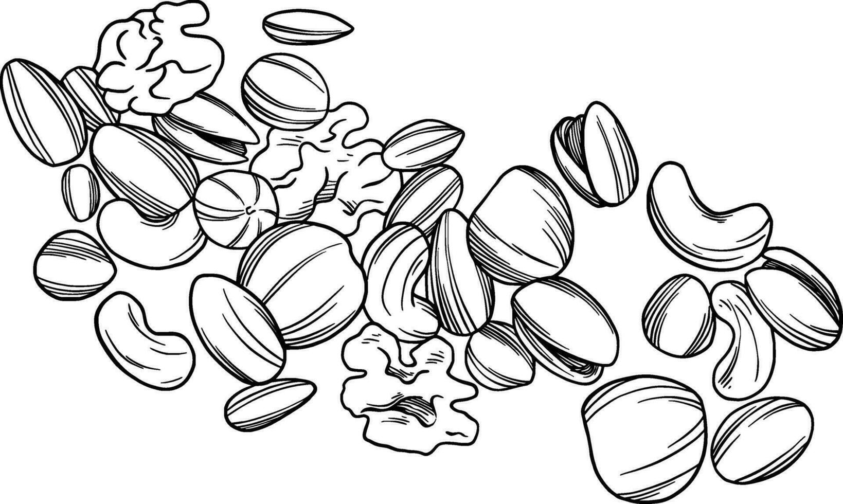 Nuts botanical illustration hand drawn vector