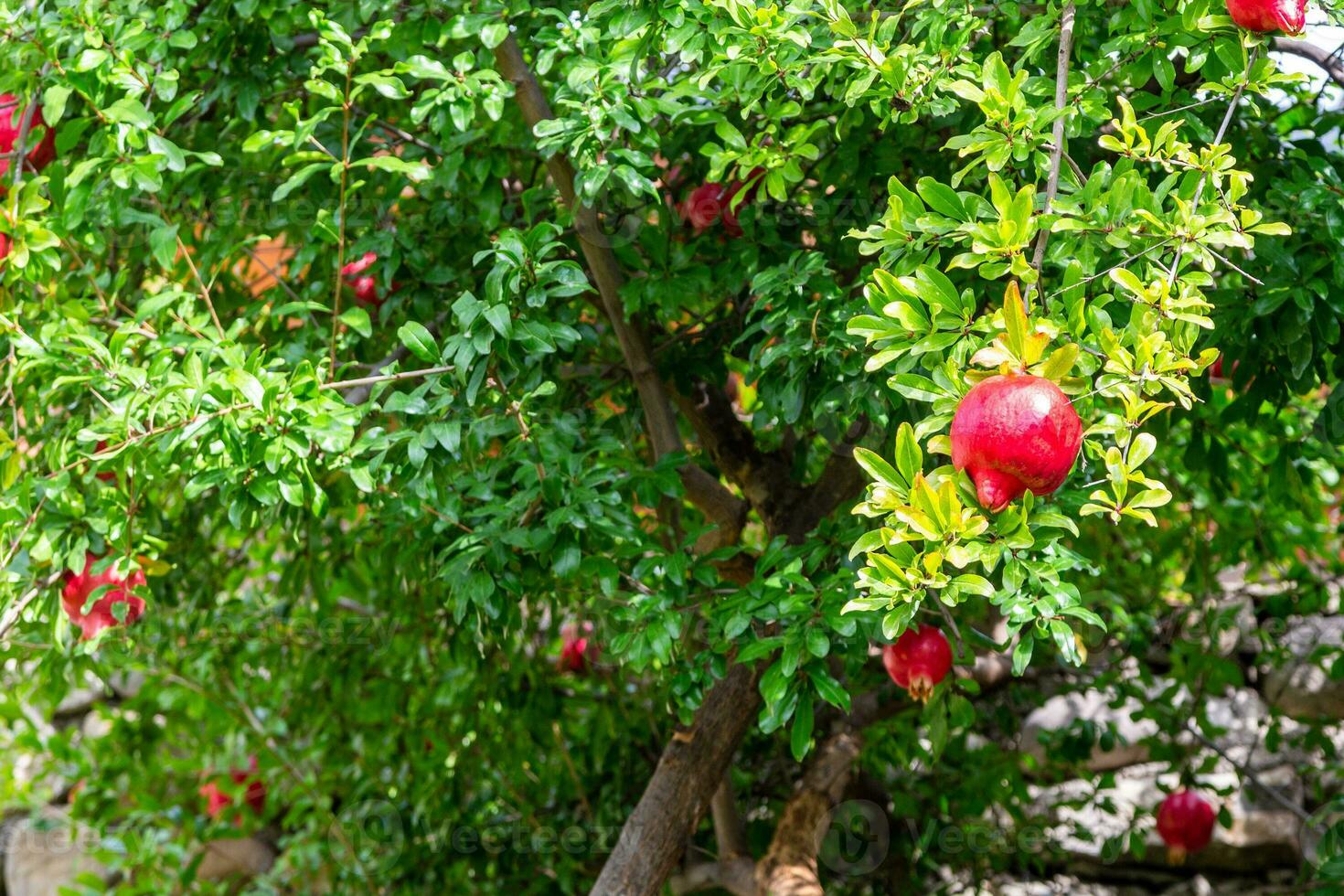 red pomegranates on green tree in Kakheti, Georgia photo