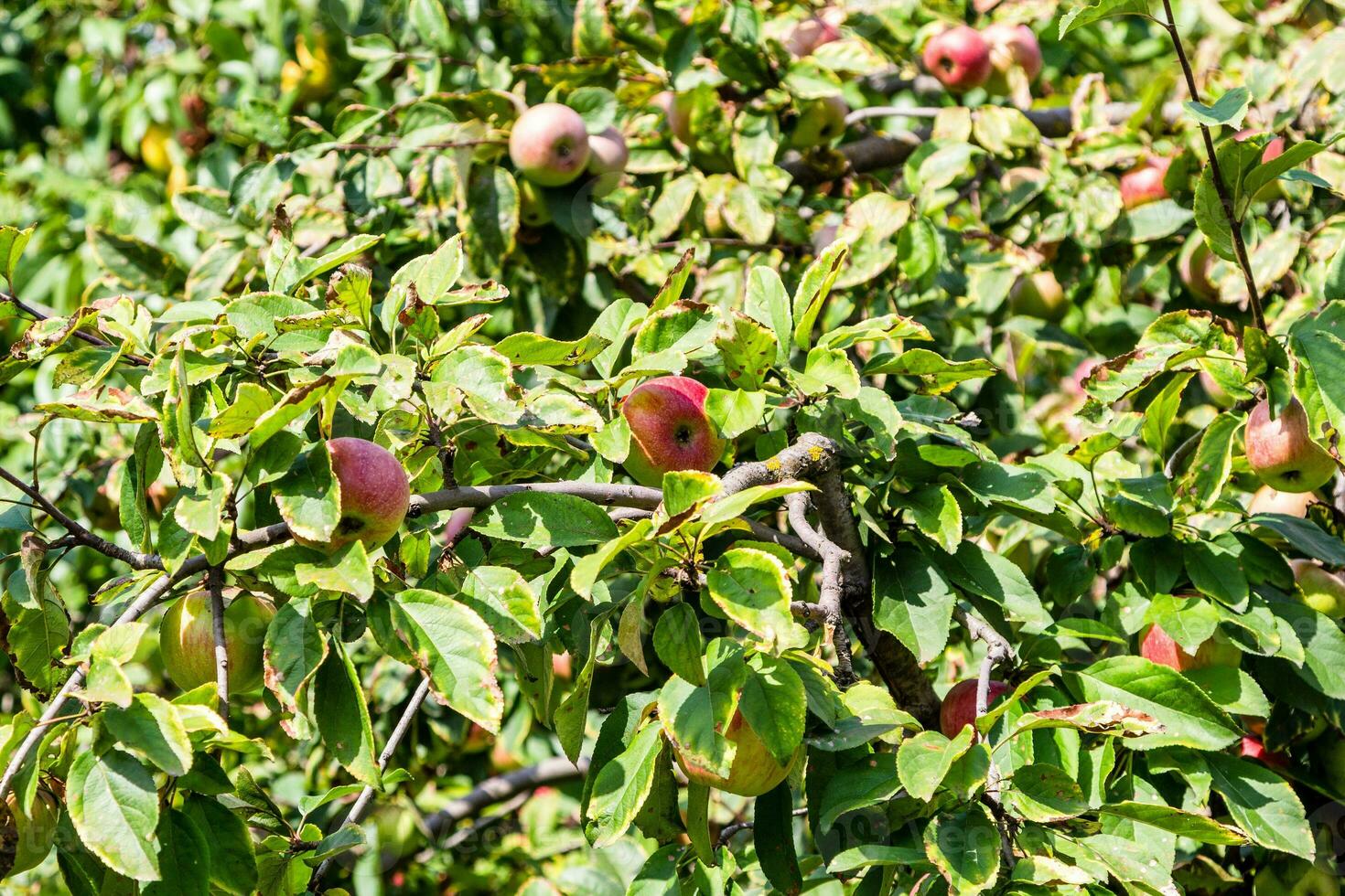 maduro rosado manzanas entre verde hojas de manzana árbol foto