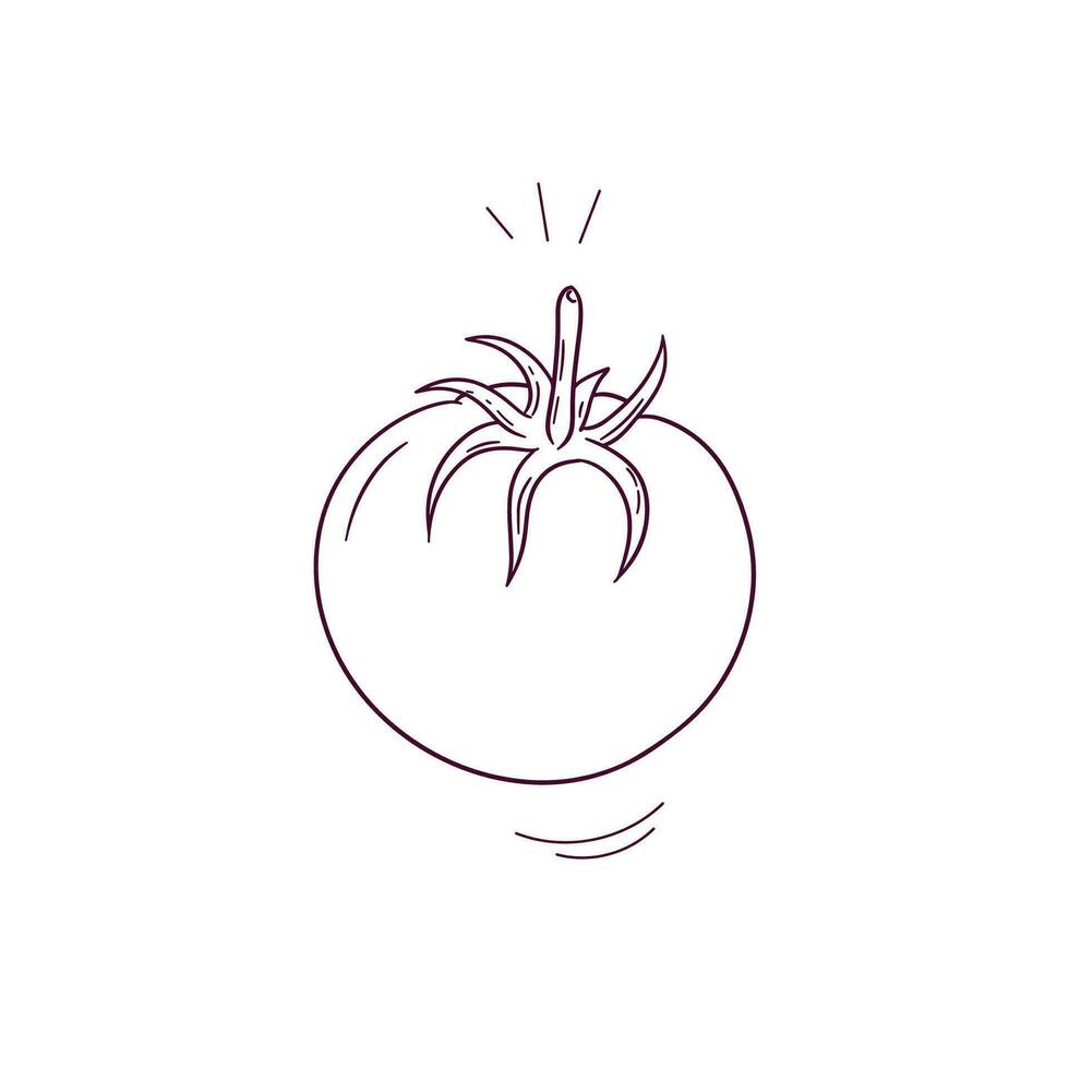 Hand Drawn illustration of tomato icon. Doodle Vector Sketch Illustration