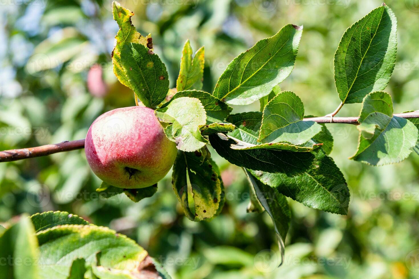 ripe pink apple fruit on twig of apple tree photo