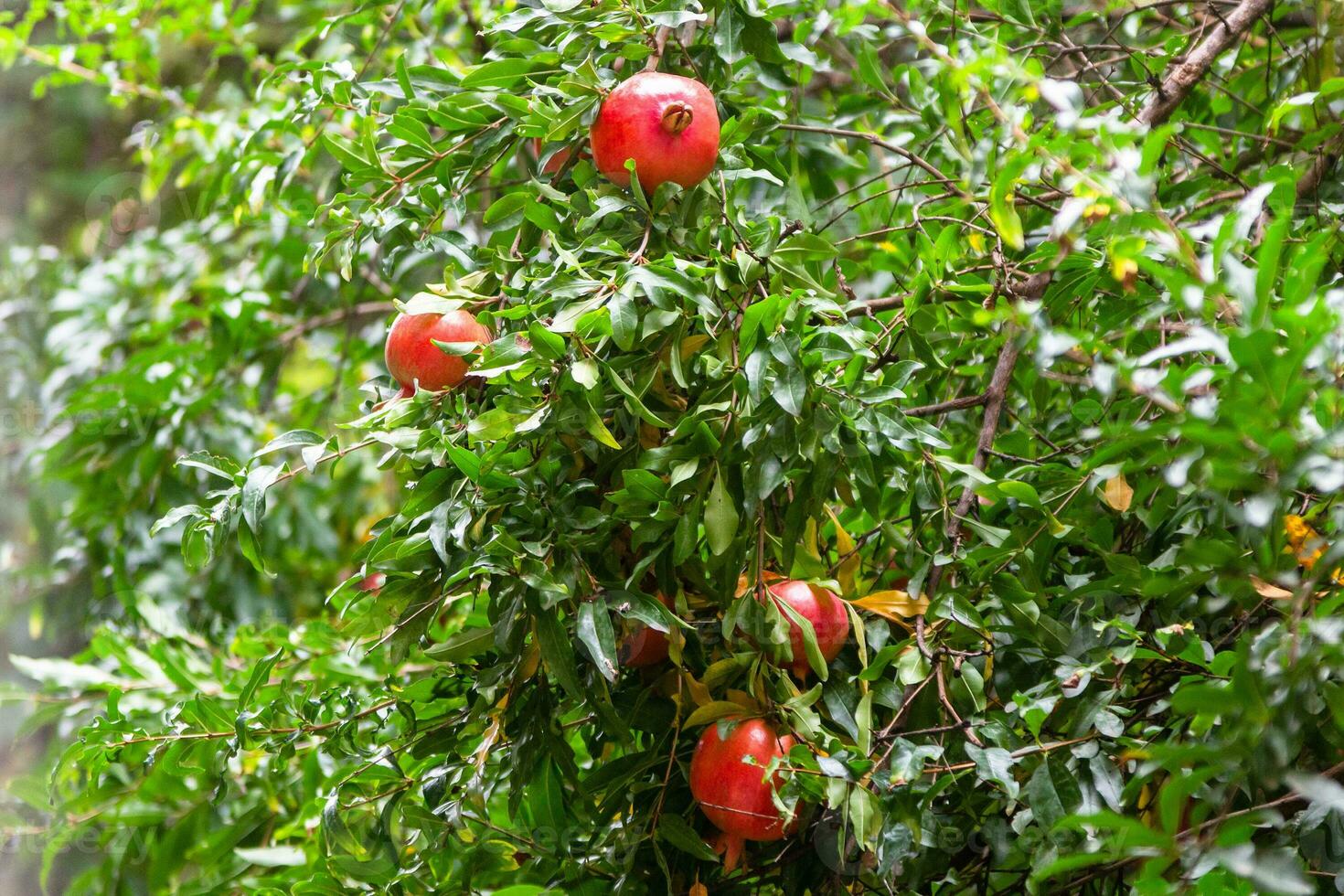 ripe pomegranate fruits on green tree in Tbilisi photo