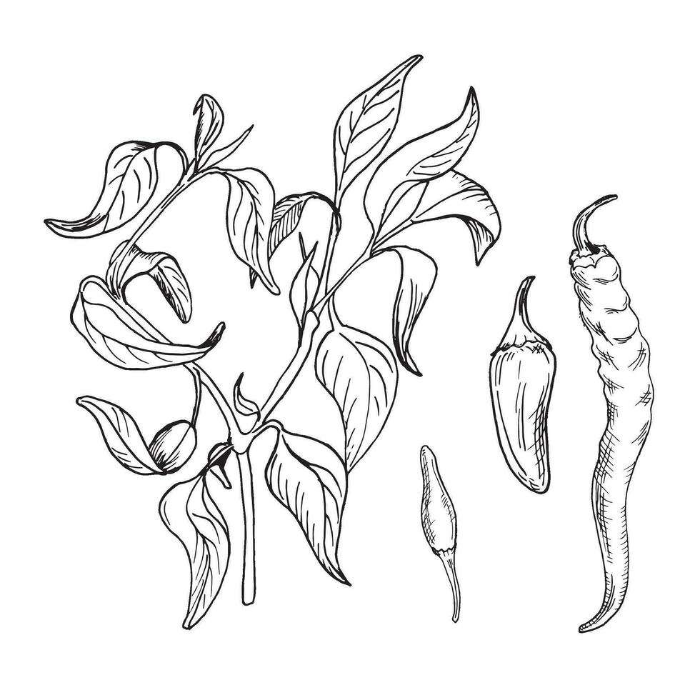 Hot pepper bush vector illustration isolated on white background. Jalapeno spicy pepper hand drawn ink. Black white graphic cayenne. Design element for wrapping, market, package, tableware.
