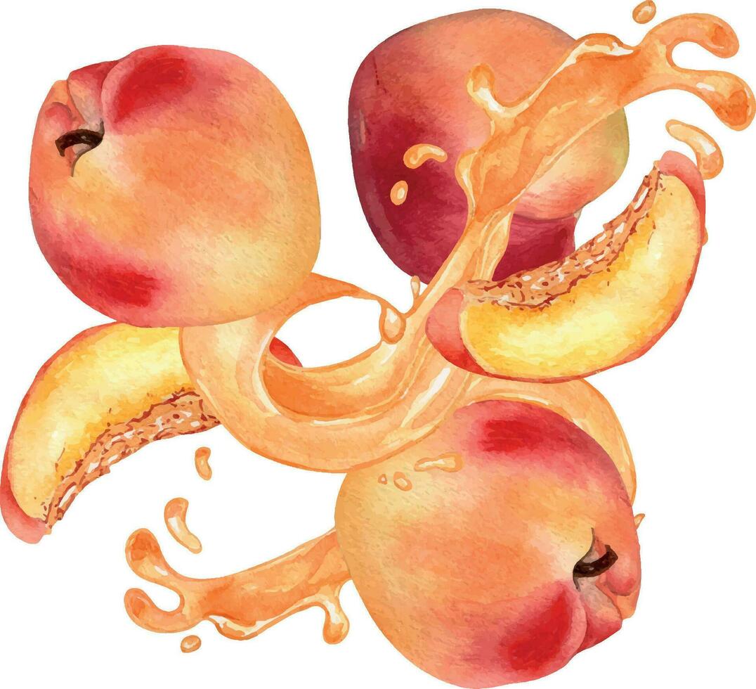 Watercolor illustration with nectarines levitation on splashing juice isolated on white. Fruits and drops painting. Peach segment hand drawn. Design element for package, label product, cosmetic vector