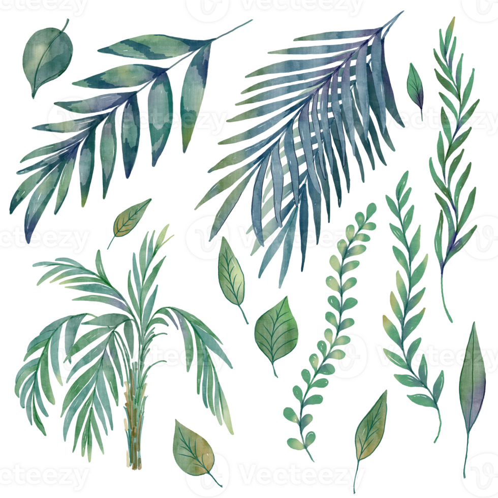 reeks van tropisch waterverf bladeren. verzameling van palm blad , varen, klimplanten, liaan fabriek. hand- getrokken bloemen ontwerp elementen geïsoleerd Aan transparant achtergrond png