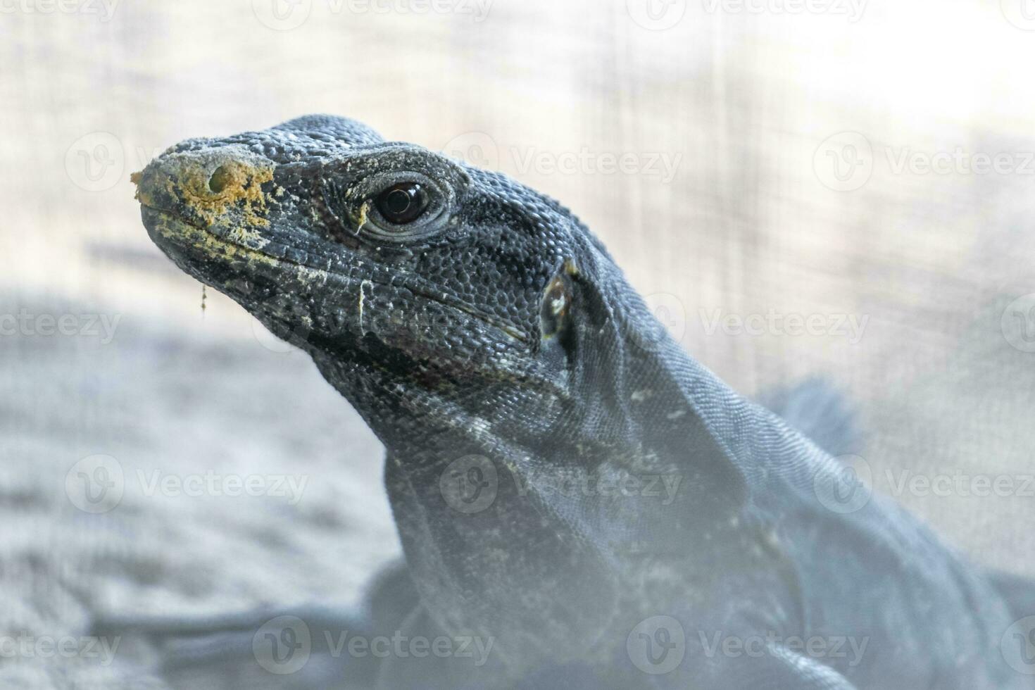 Iguana lizard behind fence on rock stone Coba Ruins Mexico. photo