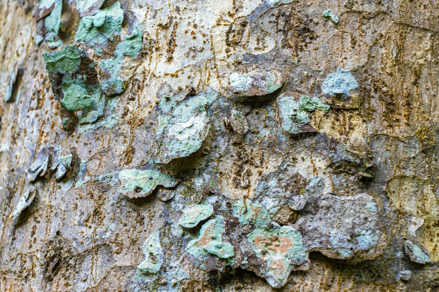 Texture tropical tree with turquoise green white patches on bark in Coba Mexico. photo