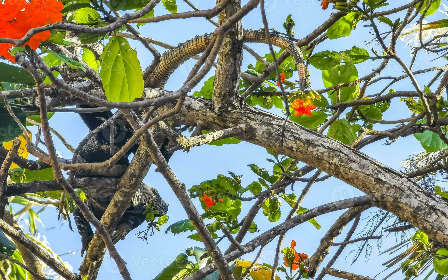 Iguana lying sitting on a branch of a tree Mexico. photo