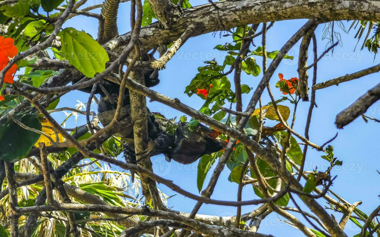 Iguana lying sitting on a branch of a tree Mexico. photo