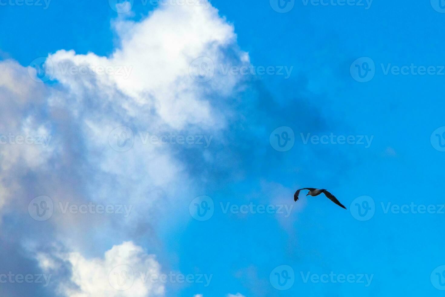 Flying seagull bird with blue sky background clouds in Mexico. photo