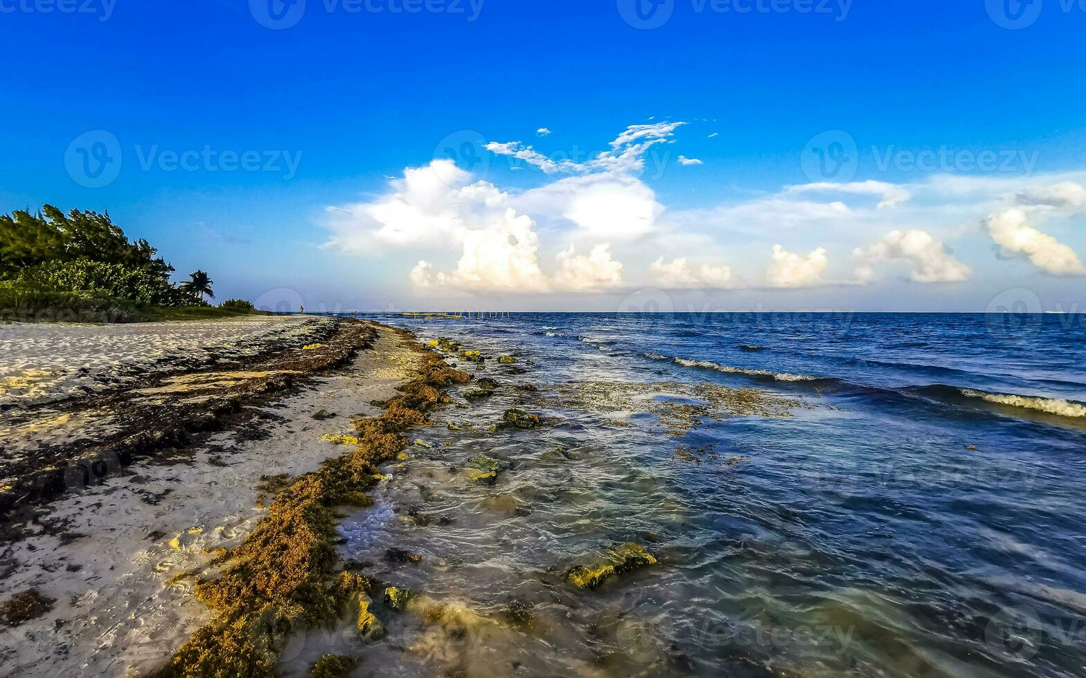 Tropical Caribbean beach water seaweed sargazo Playa del Carmen Mexico. photo