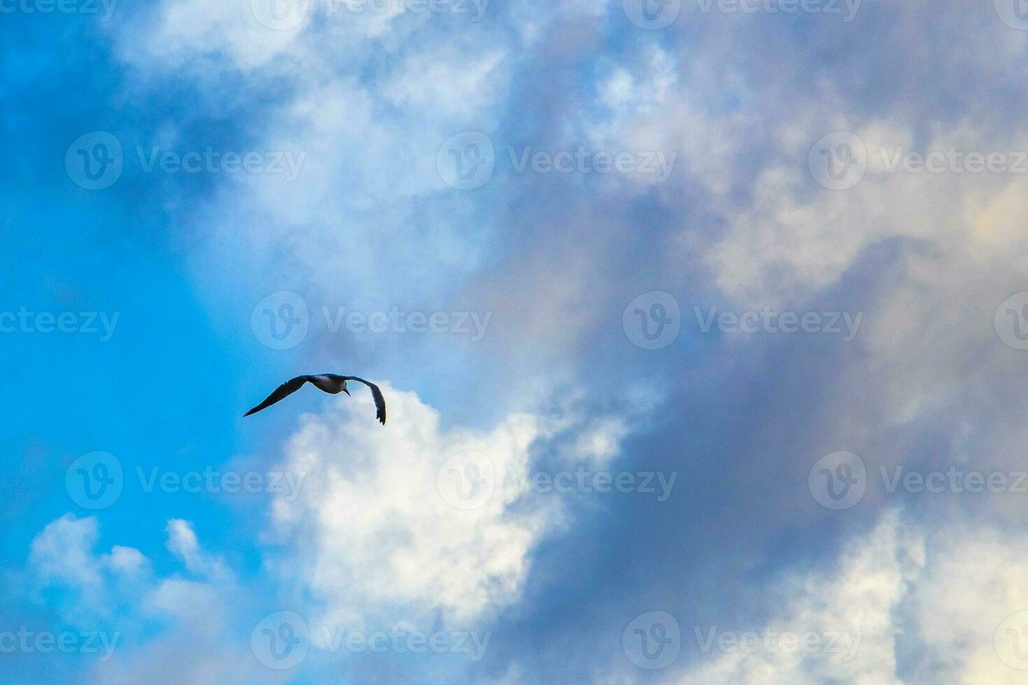 Flying seagull bird with blue sky background clouds in Mexico. photo
