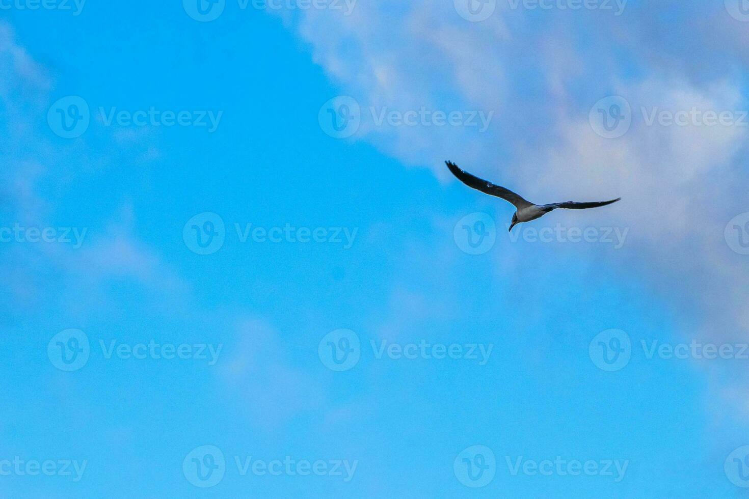 Flying seagull bird with blue sky background clouds in Mexico. photo