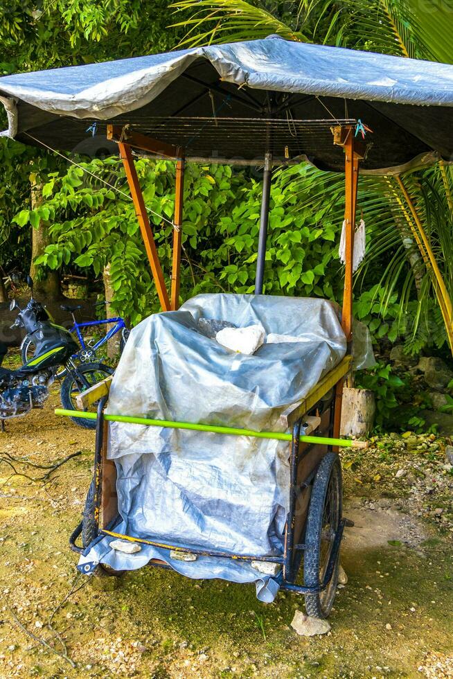 alquilar un bicicleta triciclo paseo mediante el selva coba restos. foto