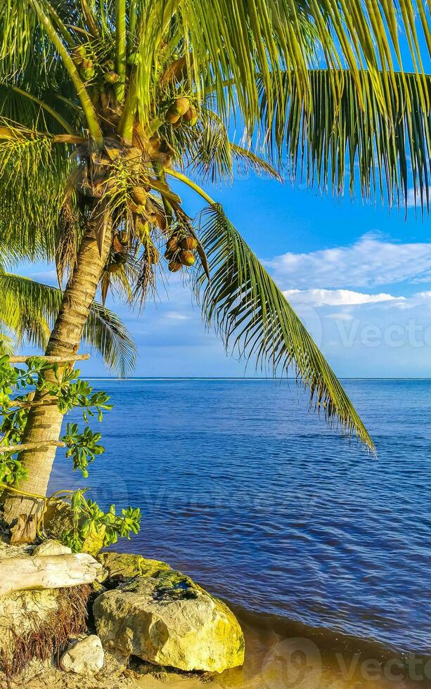 Tropical Caribbean beach clear turquoise water Playa del Carmen Mexico. photo