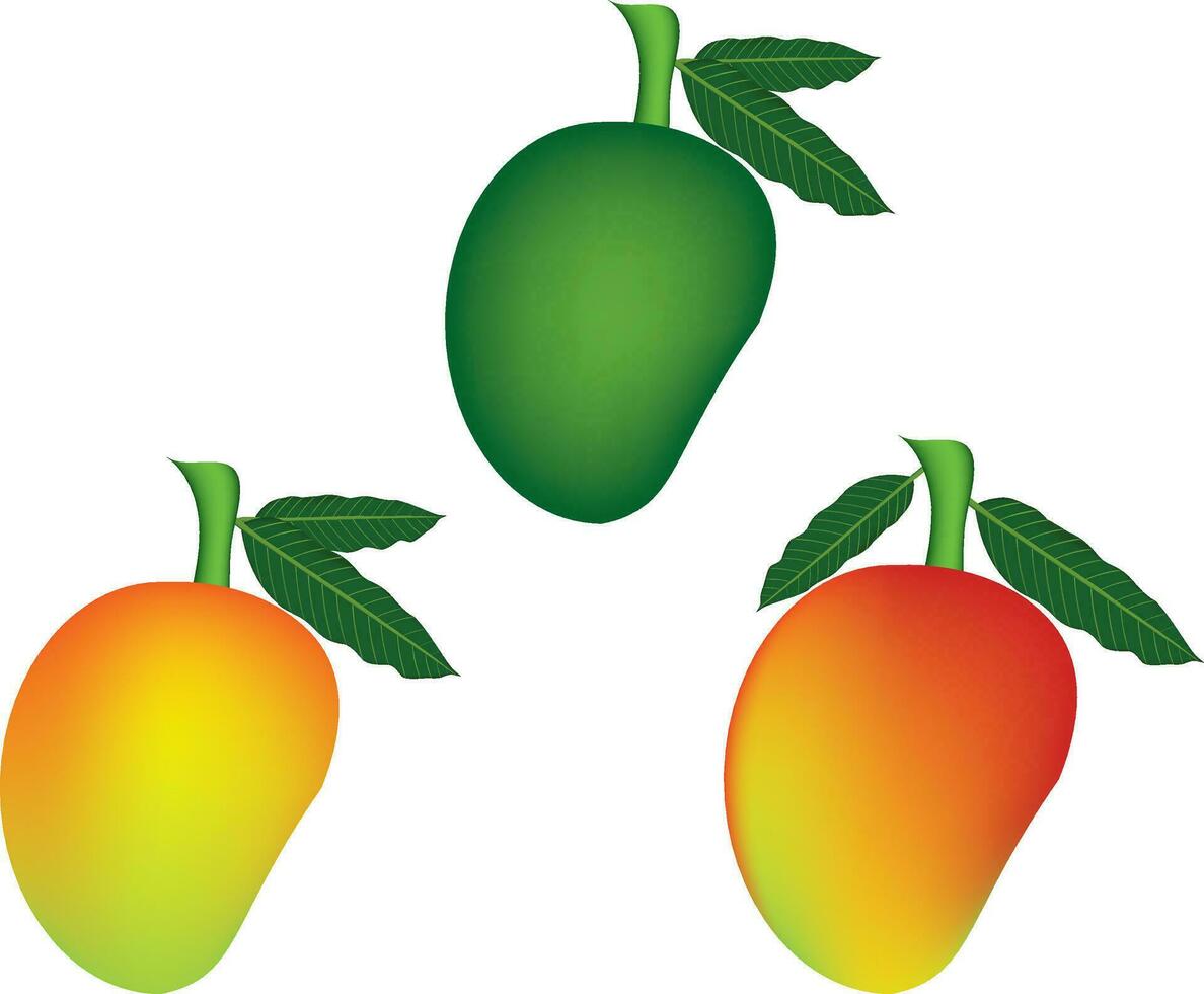 set of illustration of mango vector design on a white background