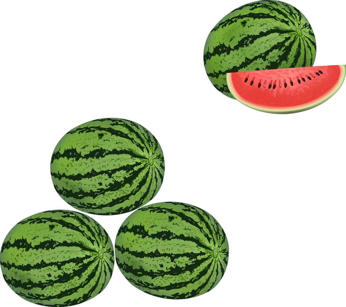illustration of watermelon Vector design on a white background