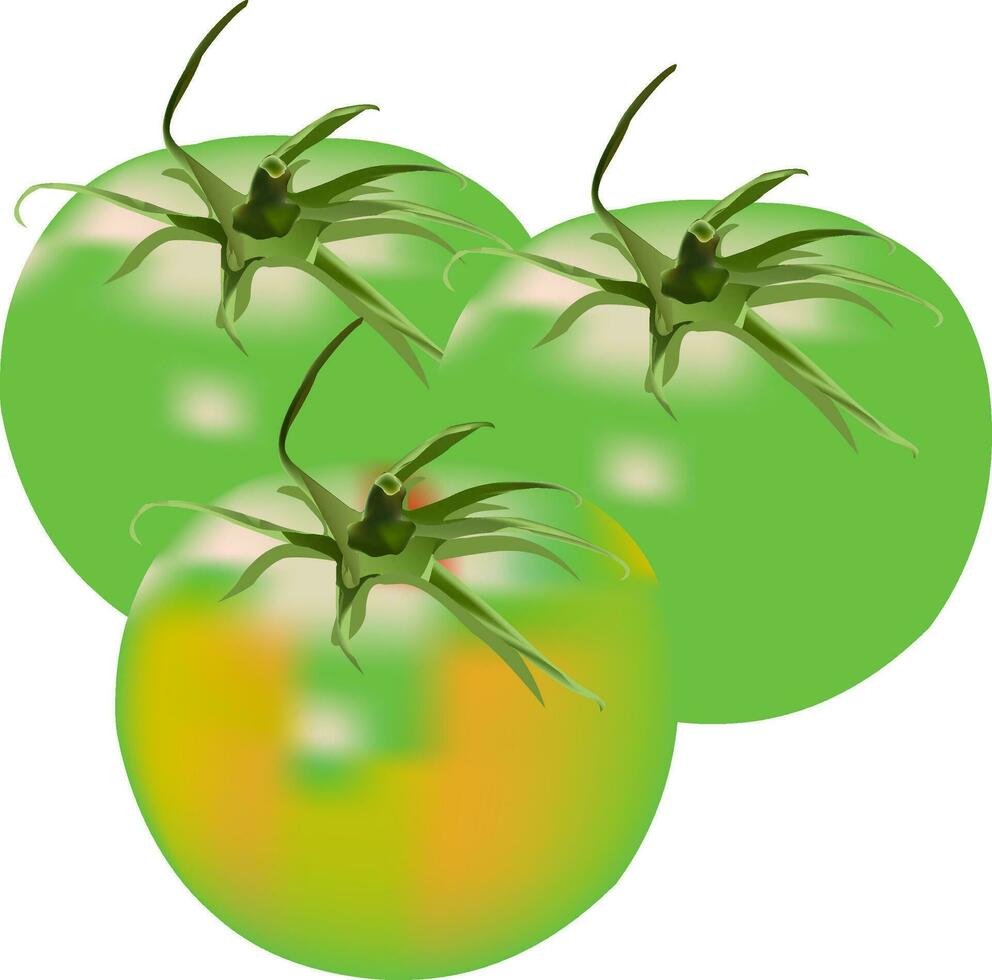 set of illustration of green Tomato Vector design on a white background