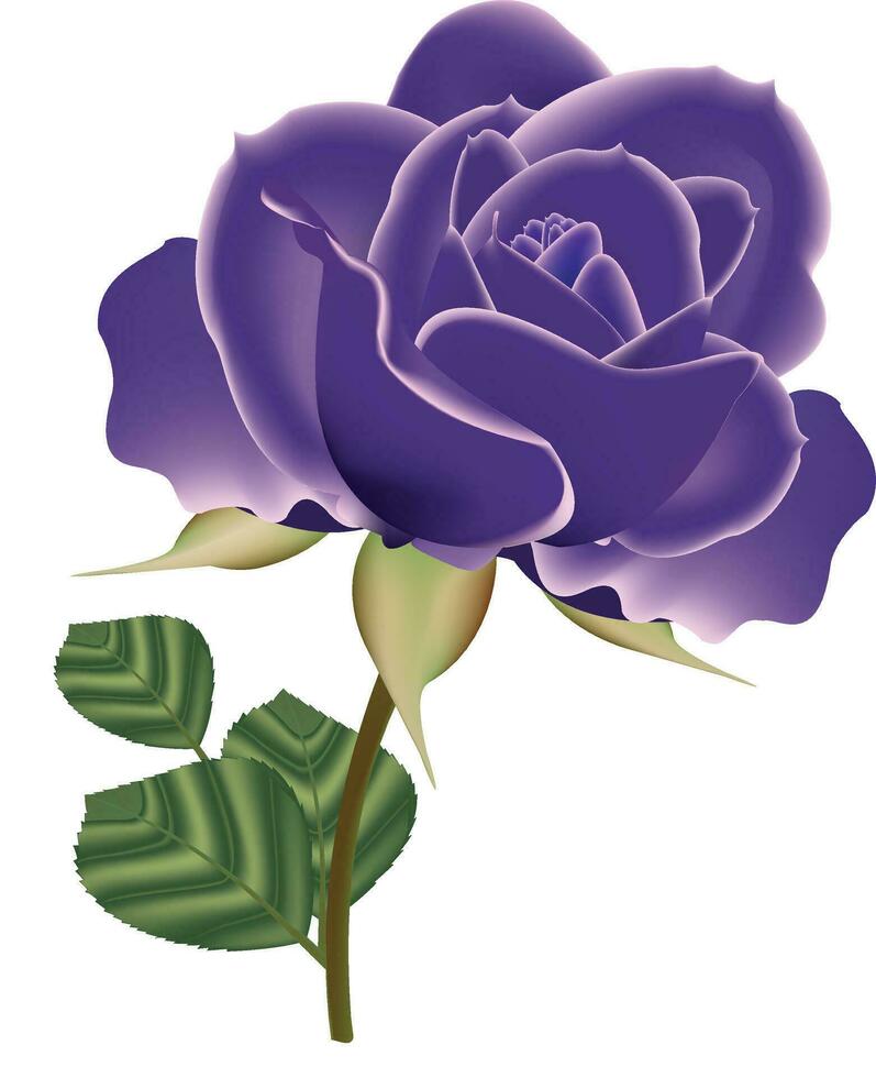 illustration of rose vector design on a white background
