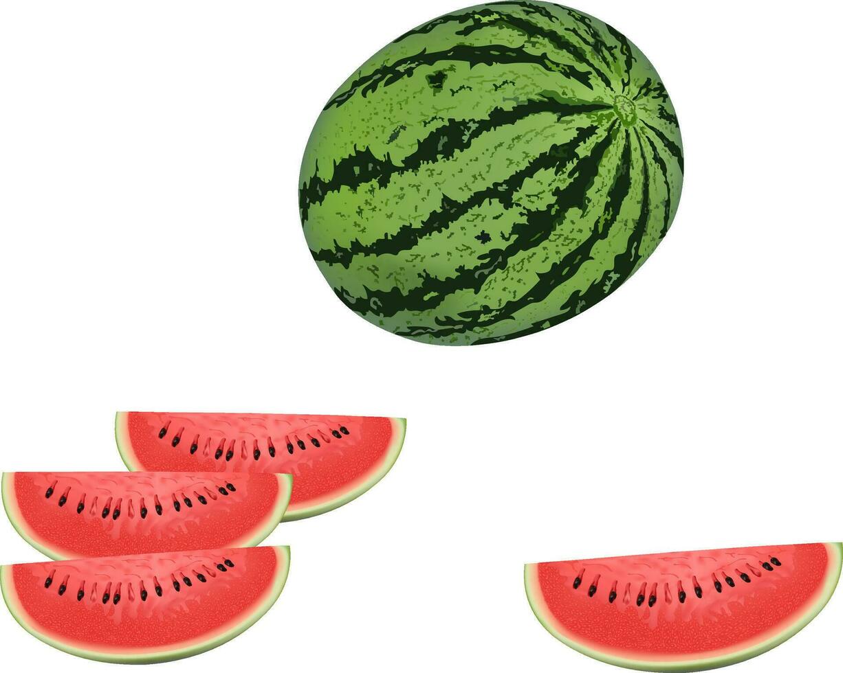 illustration of watermelon Vector design on a white background