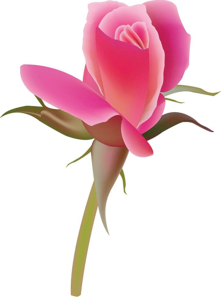 illustration of rose vector design on a white background