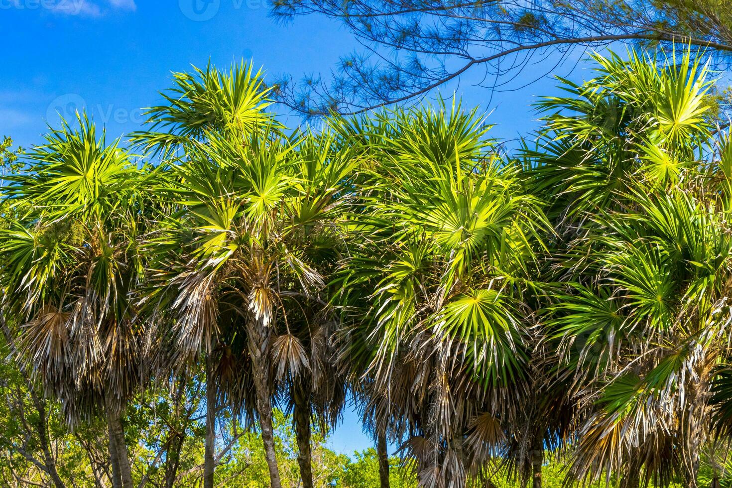 Tropical green exotic Caribbean Maya Chit palm palms rainforest Mexico. photo