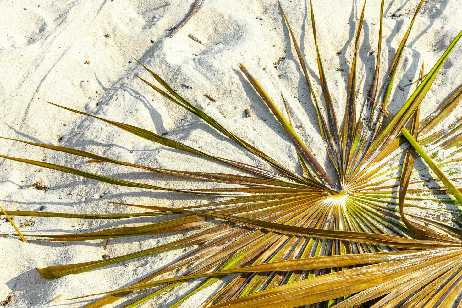 Tropical green exotic Caribbean Maya Chit palm palms rainforest Mexico. photo