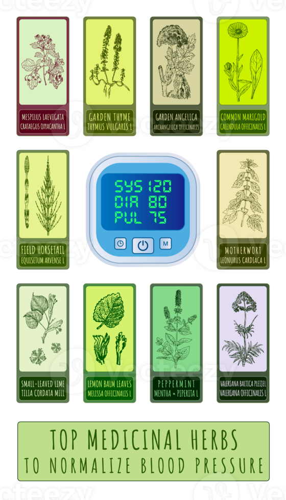 Set of  Hand drawn illustrations. TOP MEDICINAL HERBS FOR NORMALIZING BLOOD PRESSURE png