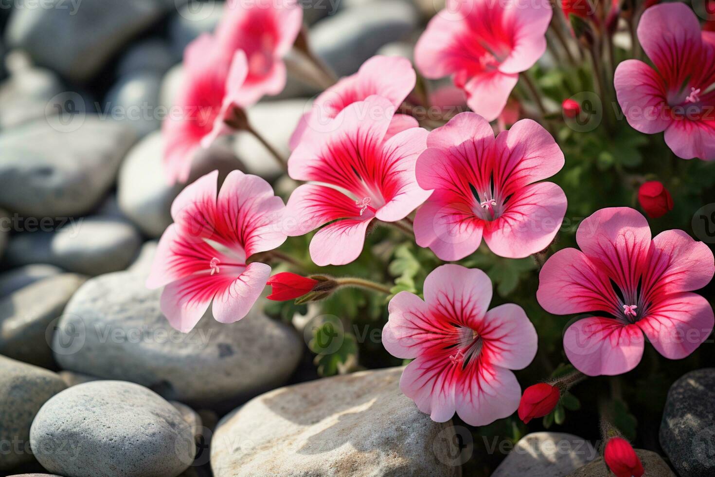 AI generated Flowers on Rocks photo