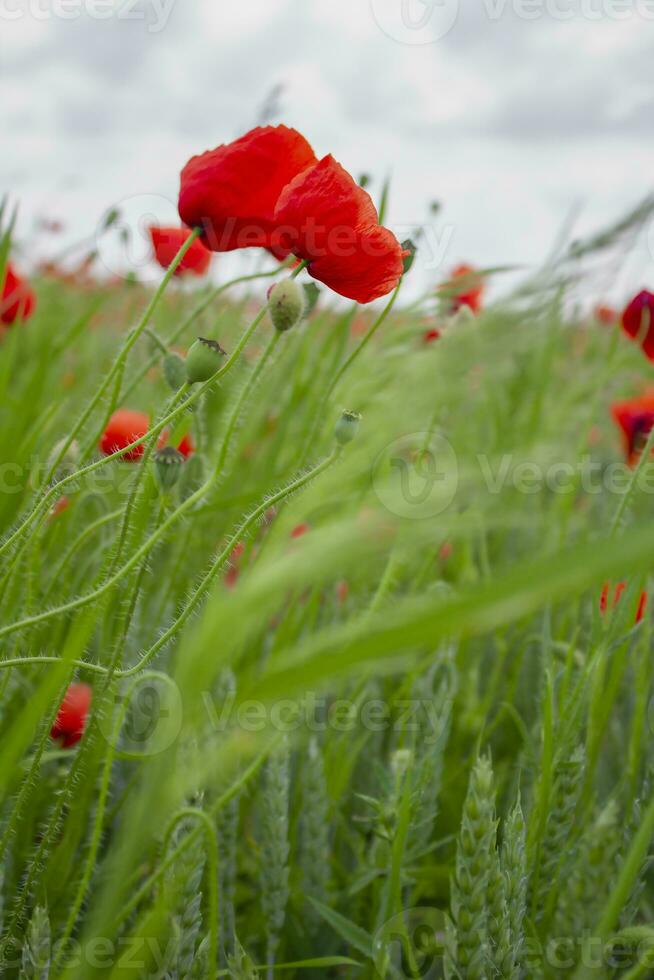 red poppy in the field. Soft focus. photo