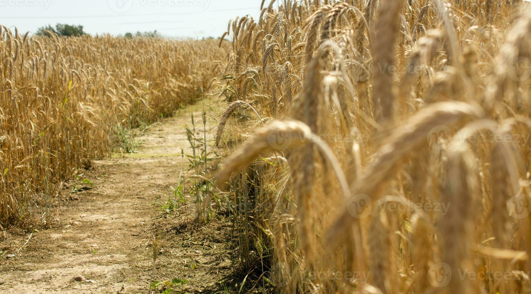 Fields with ripe wheat. Road in the field. photo