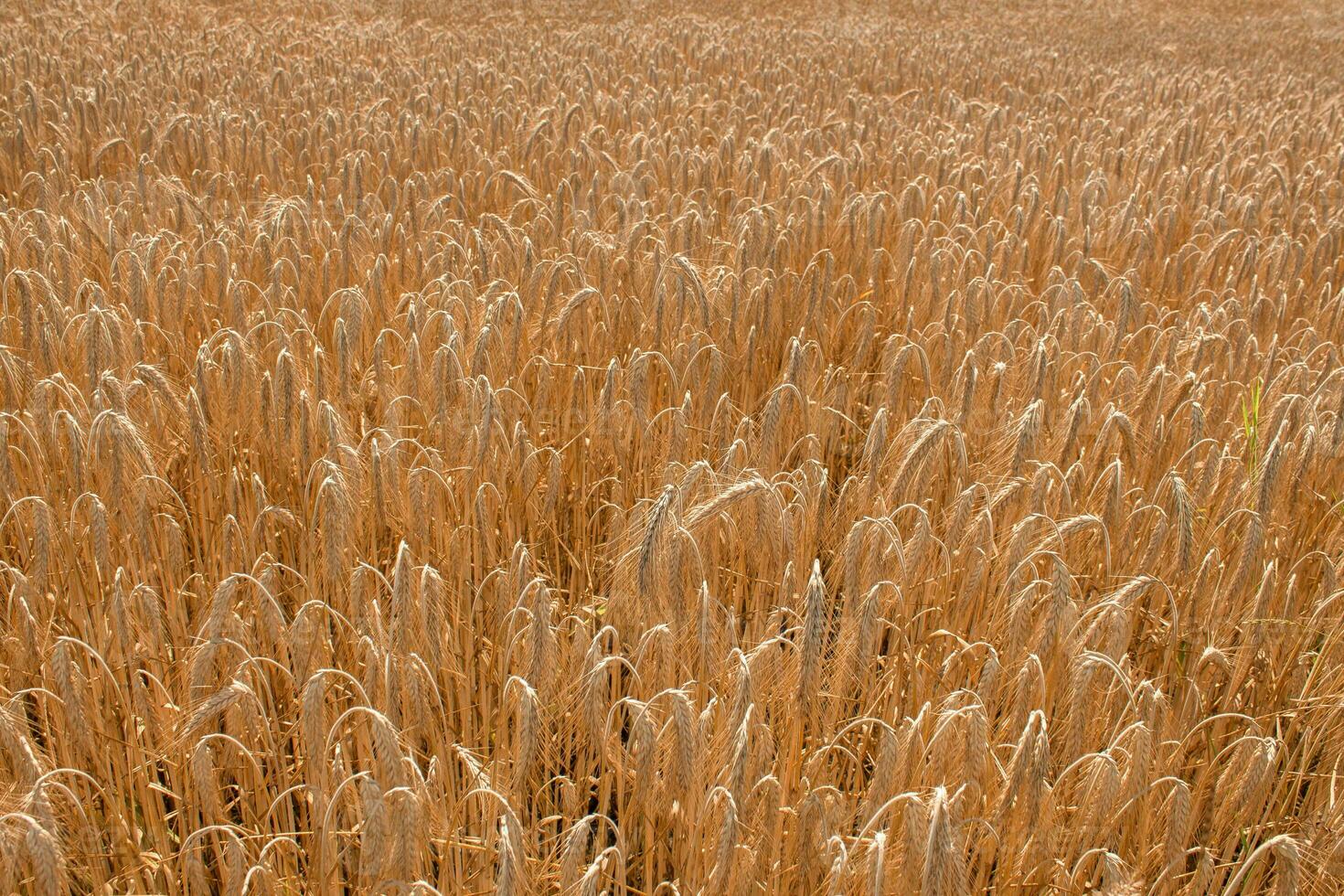 Field of ripe wheat. The concept of ecological cultivation of cereals. photo