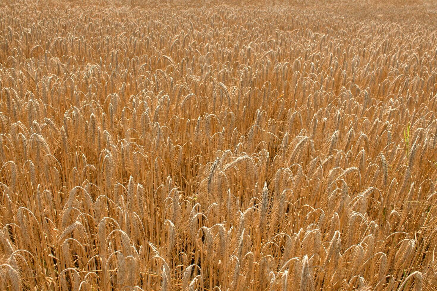 campo de maduro trigo. el concepto de ecológico cultivo de cereales. foto