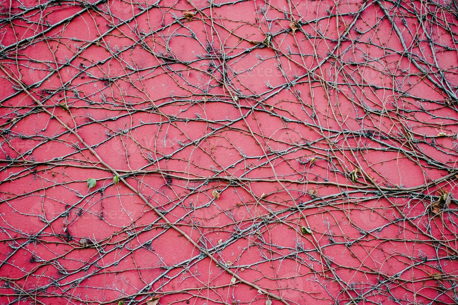 Ivy red wall texture background concept photo. Old brick wall and autumn creeper, bricks fence photo