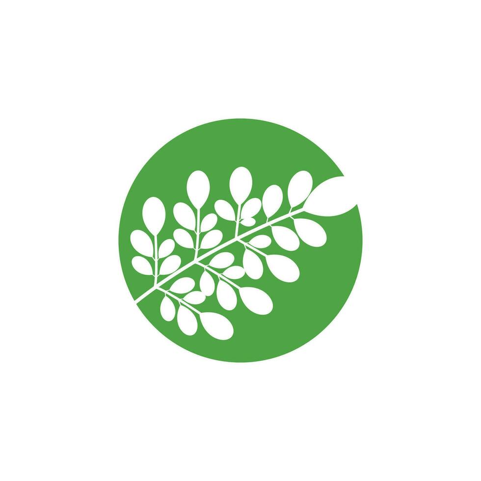 Moringa logo vector template symbol nature