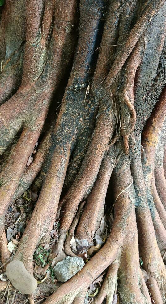 A unique tree roots. Nature image for background photo