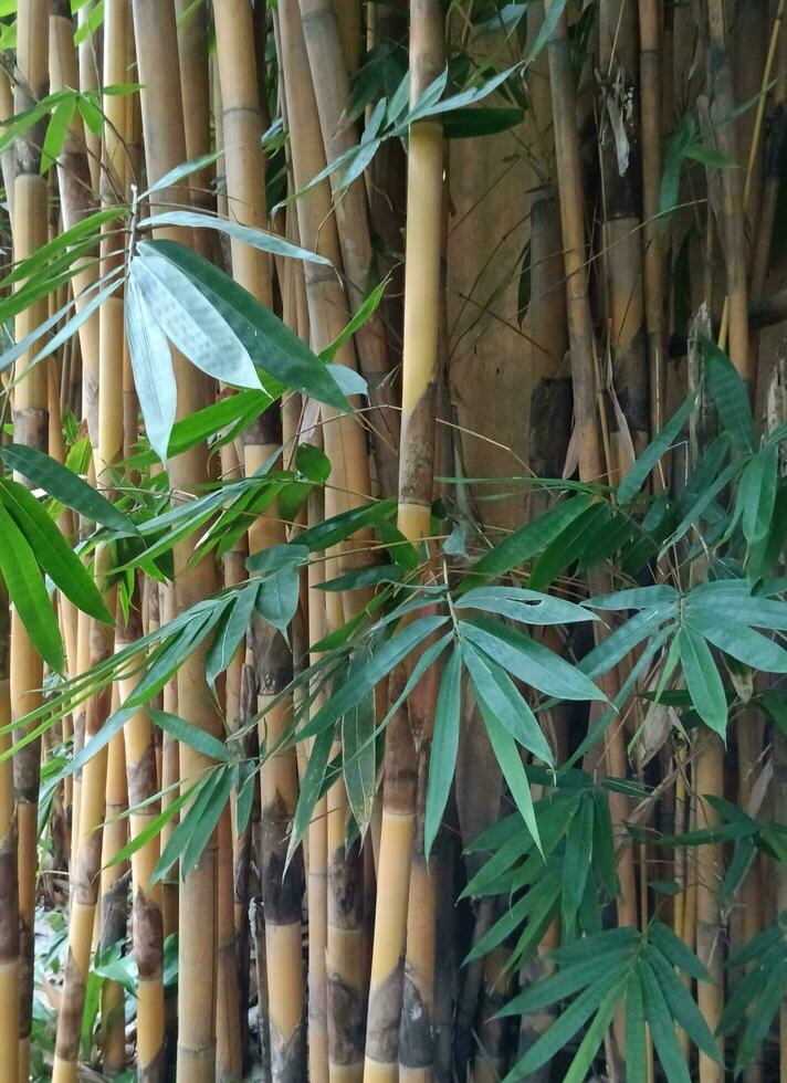 un paisaje ver de bambú árbol foto