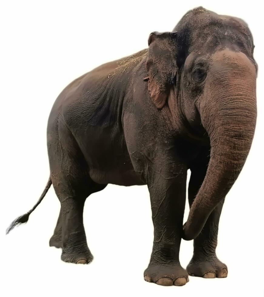elephant on white background photo